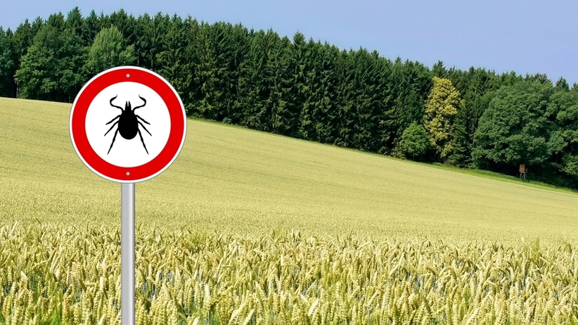 choroby-odkleszczowe-czym-mozna-zarazic-sie-od-kleszcza_article