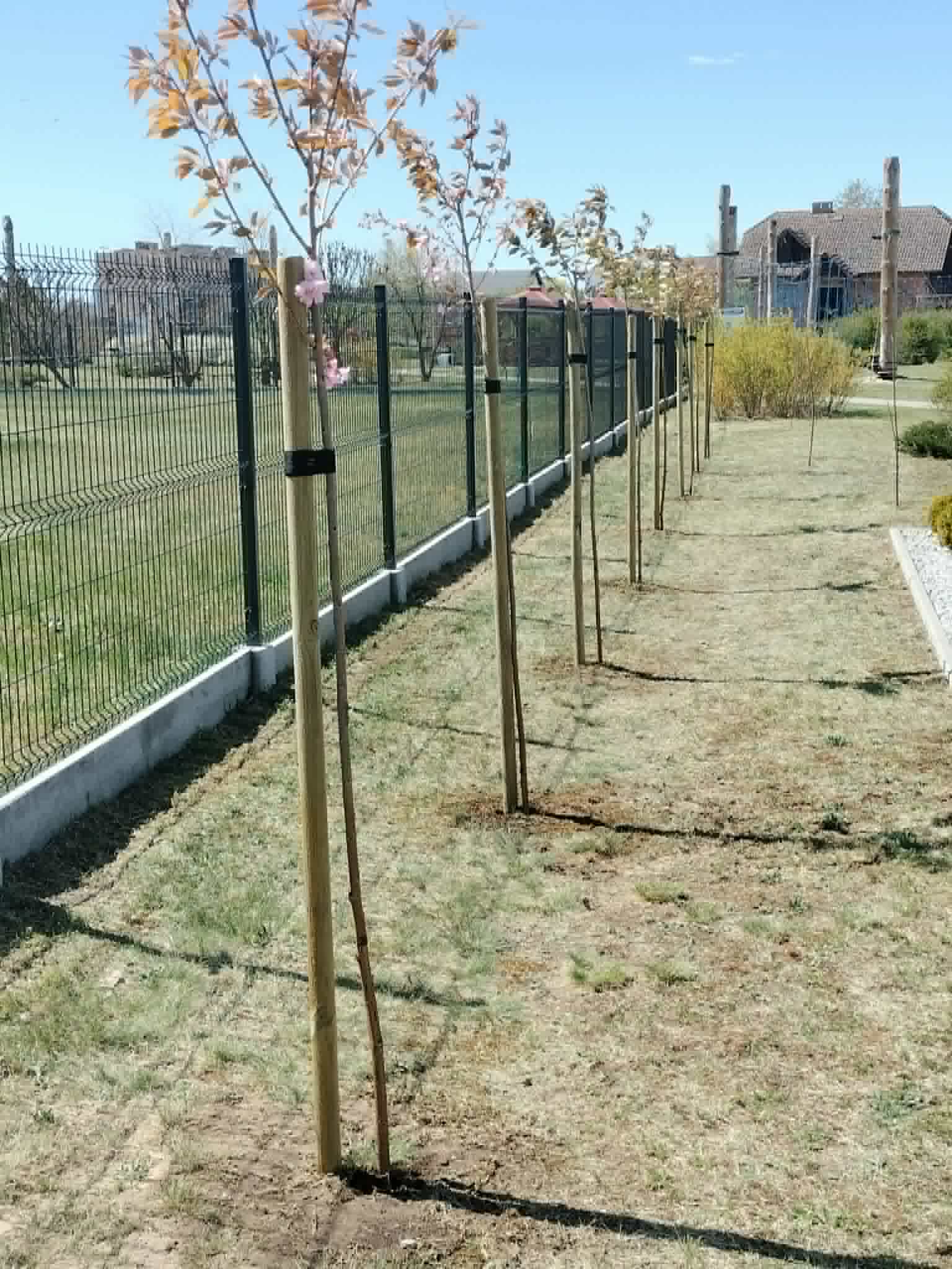 Od sprzątania do sadzenia drzew – tak działamy w Gminie Niechlów!